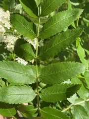 Filipendula ulmaria