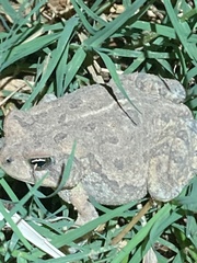 Anaxyrus