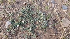 Astragalus galactites