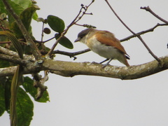 Pachyramphus rufus