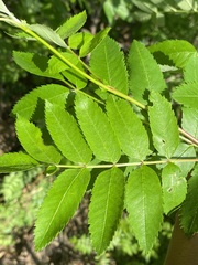 Filipendula ulmaria