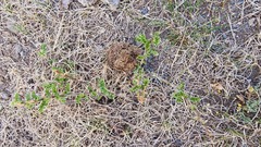 Caragana microphylla