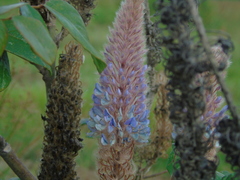Uraria crinita