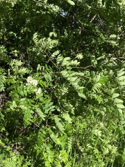 Filipendula ulmaria