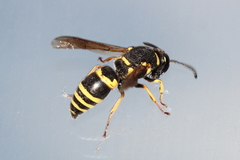 Euodynerus posticus