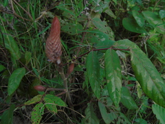 Uraria crinita