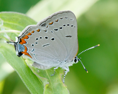 Satyrium acadica