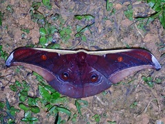 Antheraea assamensis