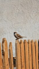 Passer montanus montanus