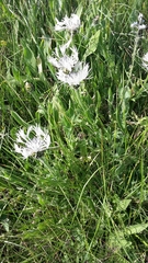 Centaurea cheiranthifolia