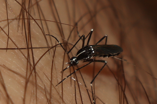 Asian tiger mosquito