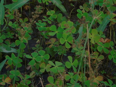 Marsilea crenata