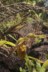 Phragmipedium longifolium