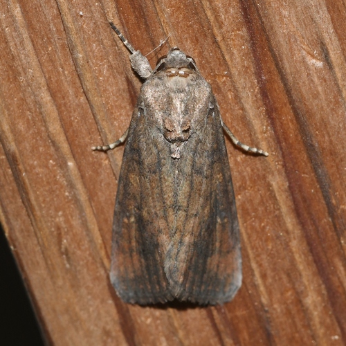 Fall Armyworm Moth