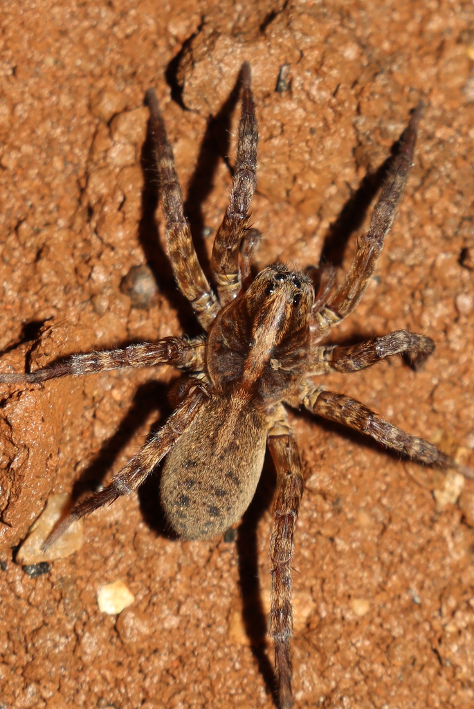 Trochosa