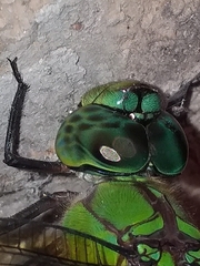 Coryphaeschna