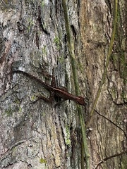 Anolis lineatopus ahenobarbus