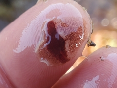 Notoplana sanguinea