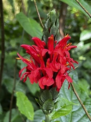 Pachystachys coccinea