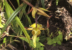 Phragmipedium longifolium
