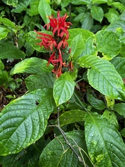 Pachystachys coccinea