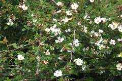 Rosa transmorrisonensis