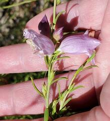 Magnoliopsida