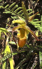 Phragmipedium longifolium