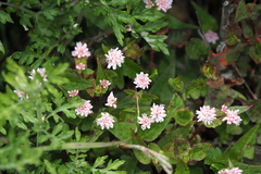 Persicaria runcinata