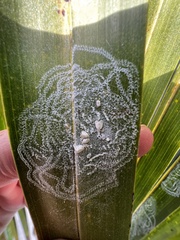 Aleurodicus rugioperculatus