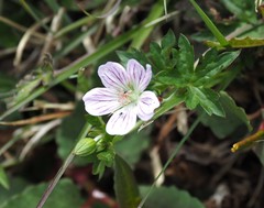Geranium hayatanum