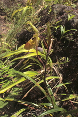 Phragmipedium longifolium