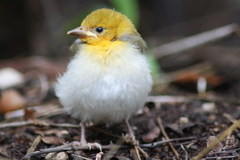 Anaplectes rubriceps rubriceps