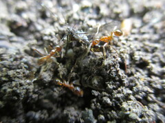 Pheidole nodus