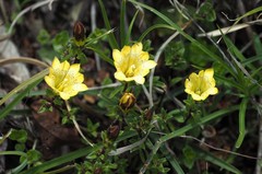 Chondrophylla
