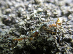 Pheidole nodus