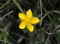 Hypericum nagasawae