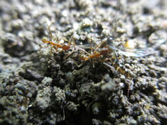 Pheidole nodus