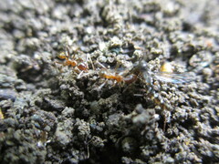 Pheidole nodus