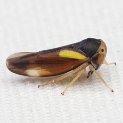 Balcanocerus provancheri