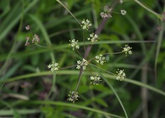 Pimpinella niitakayamensis