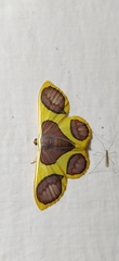 Plutodes pseudocyclaria