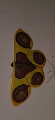 Plutodes pseudocyclaria