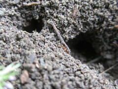Pheidole nodus