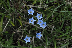 Gentiana arisanensis