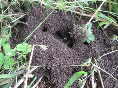 Pheidole nodus