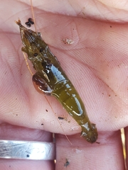 Bopyroides hippolytes