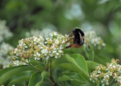 Bombus eximius