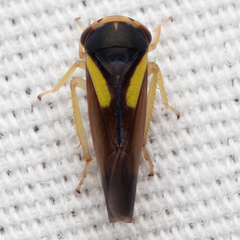 Balcanocerus provancheri