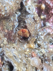 Discorsopagurus schmitti